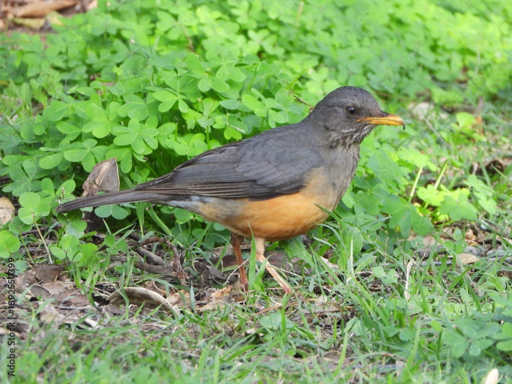 Obraz premium Olive thrush