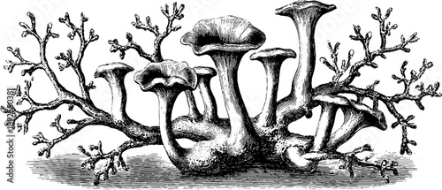 Vintage botanical fungal mycelium network sketch for design