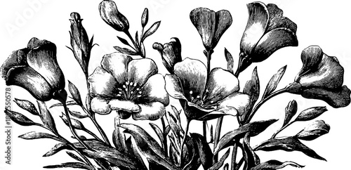 Vintage botanical bouquet of garden flowers - hand drawn engraved illustration for design