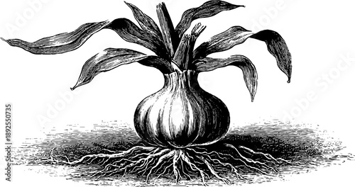 Vintage botanical engraving of garlic bulb with root structure from the 19th century
