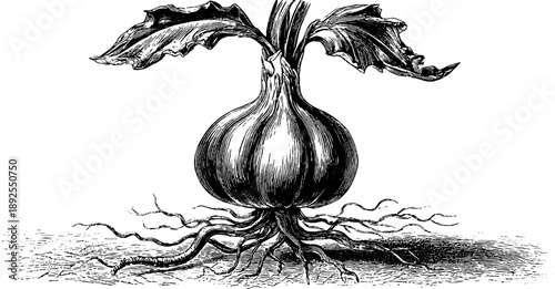 Vintage botanical engraving of garlic bulb and root structure for design and decor
