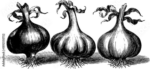 Vintage botanical illustration of garlic bulb with root structure - 19th century engraving