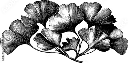 Vintage botanical study of ginkgo leaf in fan shape - 19th century engraving
