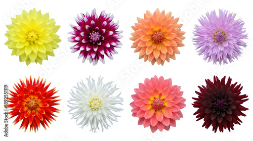 Dahlia flower head set including yellow, burgundy, orange, pink, and white blossoms isolated. Colorful floral collection for gardening and wedding decor.