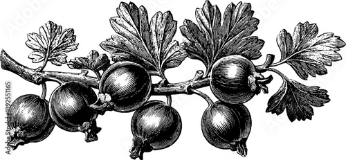 Gooseberry branch vintage botanical study for design and decor