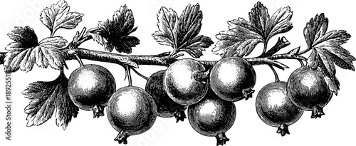 Vintage gooseberry branch botanical study for retro design and decoration