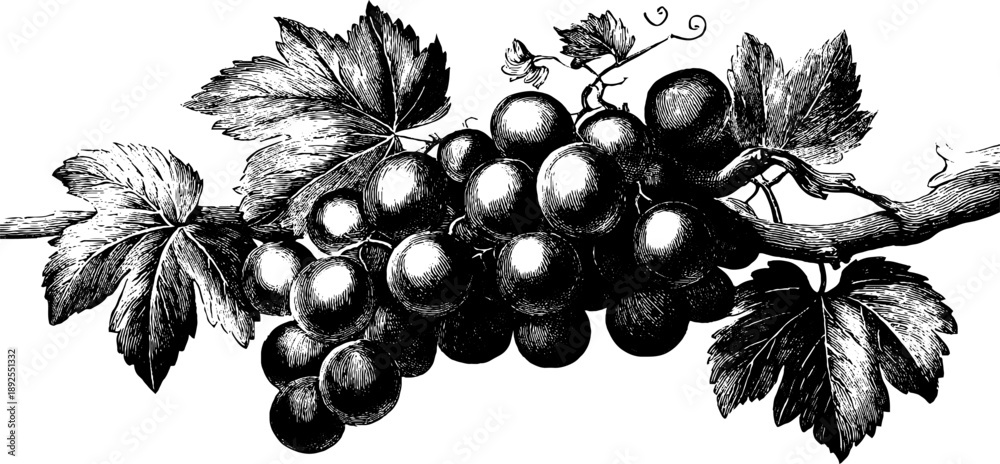 Obraz premium Grapevine branch with grapes and leaves vintage botanical design