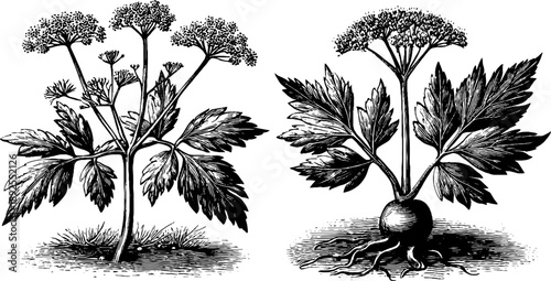 Hemlock plant anatomy with poisonous characteristics in vintage botanical engraving for educational study