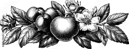 Heraldic botanical cartouche with vintage engraved floral and fruit design