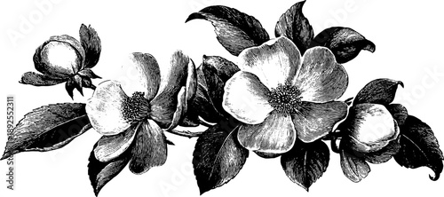 Vintage heraldic frame with floral scrolls botanical design for decorative projects