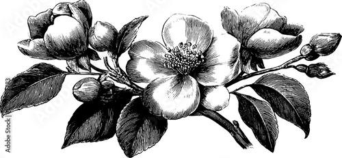 Vintage botanical bouquet arrangement in herbarium style for design and decor