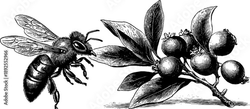 Botanical honeycomb and bee sketch from 19th century engraving for retro designs