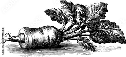 Vintage botanical study of horseradish root with detailed engraving for retro design and decor