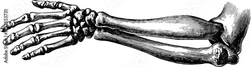 19th century vintage engraving of human elbow joint anatomy for educational purposes