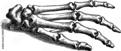 Vintage anatomical illustration of human hand bones for educational and design use