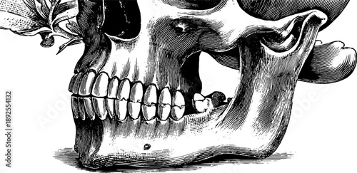Detailed human jaw bone anatomy with botanical elements in 19th century engraving style