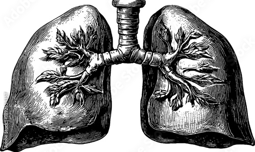 Anatomical study of human lungs in vintage 19th century botanical engraving style