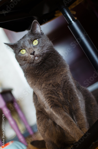 Gray cat sitting under a chair indoors