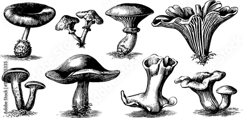 Intricate 19th century botanical study of ink stain fungus for educational and decorative use