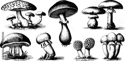 Vintage botanical illustration of inky cap mushrooms - hand drawn engraving for natural history and design