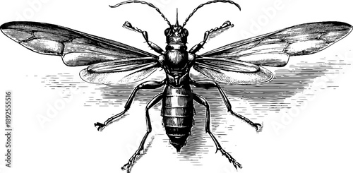 Vintage 19th century insect fossil botanical engraving for educational and decorative use