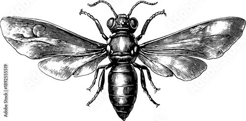 Vintage botanical engraving of 19th century insect fossil in stone