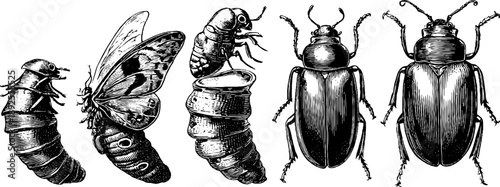 Insect life cycle diagram showing vintage botanical engraving from the 19th century
