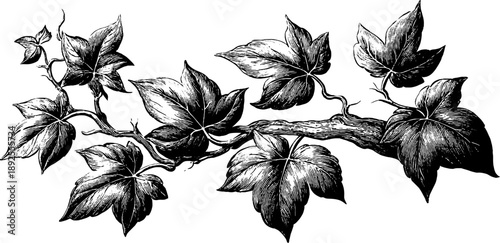 Ivy branch engraving with climbing leaves in forest setting for botanical design