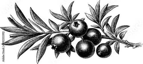 Vintage juniper branch with berries botanical drawing for design and decoration