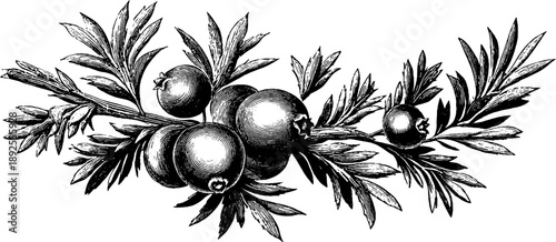Vintage juniper branch with berries botanical engraving from 19th century