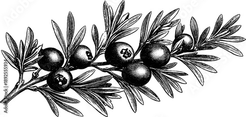 Vintage botanical engraving of juniper branch with berries for retro design