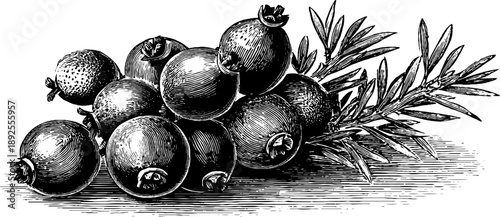 Juniper cone and berry botanical study from 19th century engraving