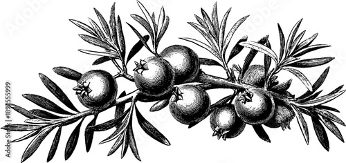 Vintage juniper cone berry botanical study from 19th century for design and decoration