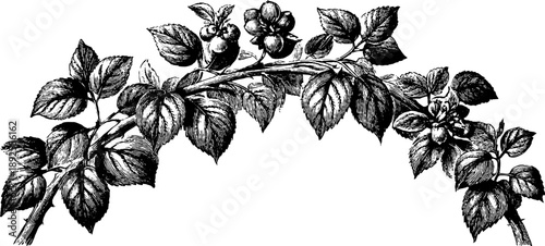 Vintage botanical keystone arch design with intricate leaf and berry details