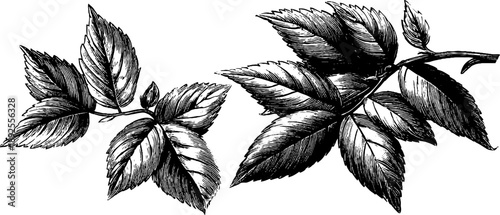 Vintage botanical diagram of leaf arrangement on stem for educational design