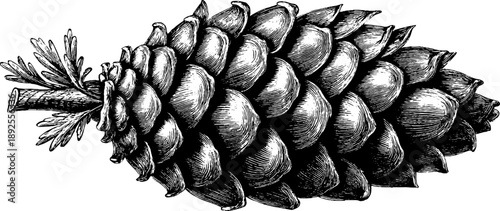 Vintage botanical study of larch cone - 19th century engraving for nature enthusiasts