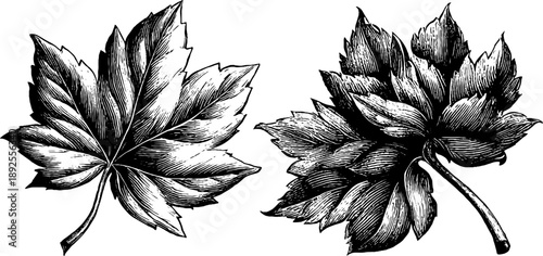 Autumn leaf senescence study of vintage botanical engraving from the 19th century