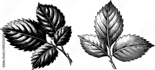 19th century botanical leaf damage comparison vintage engraving for decorative design