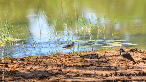 Slika na platnu Redshank foraging along a muddy water edge with a red-wattled lapwing nearby