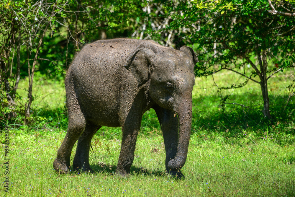 Fototapeta premium Asian elephant covered in wet mud walks across grassy forest edge habitat after a mud bath in Yala National Park, Sri Lanka
