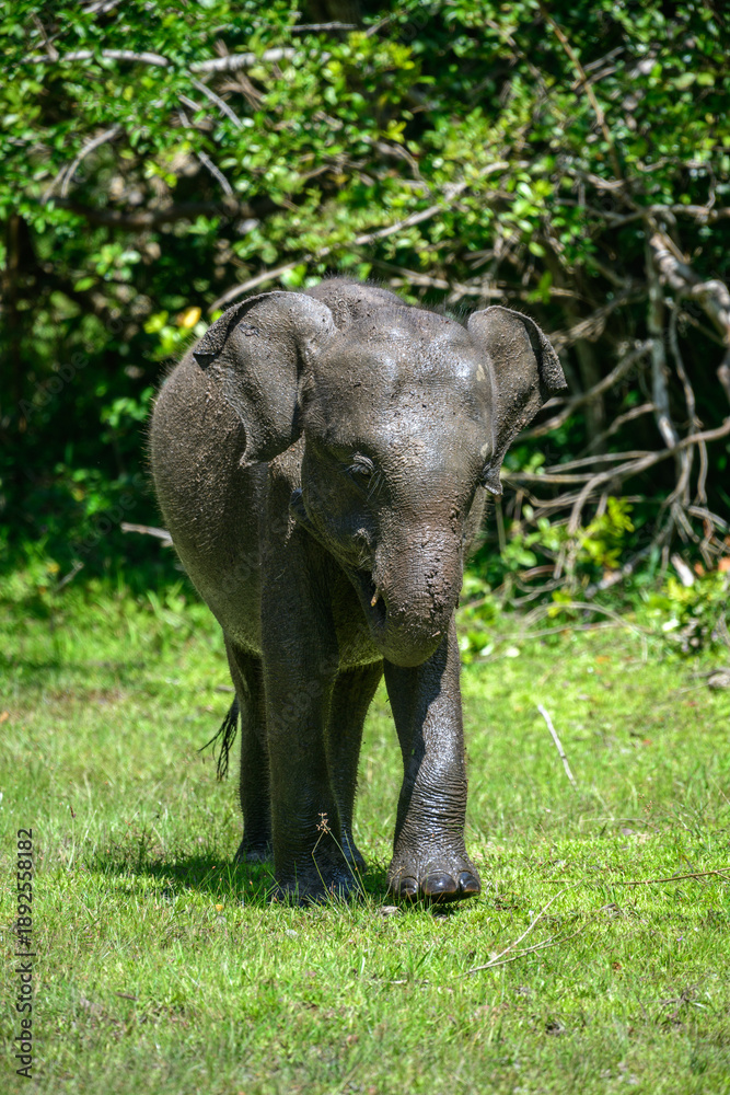 Fototapeta premium Asian Elephant taking a mud bath, throwing mud over its body using its trunk at the forest edge in Yala National Park