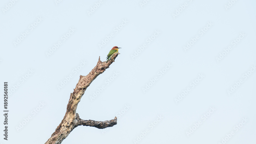 Obraz premium A chestnut-headed bee-eater (Merops leschenaulti) perched on a bare tree branch against a clear blue sky in Yala National Park, Sri Lanka