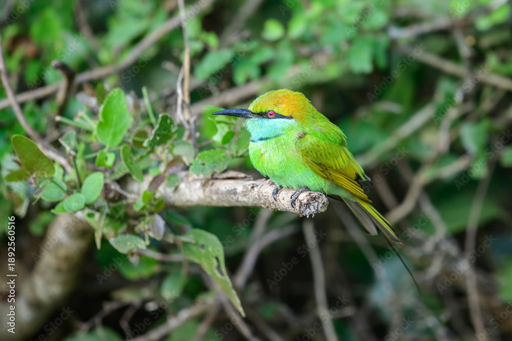 Obraz premium Asian green bee-eater (Merops orientalis) perches on a branch close up.