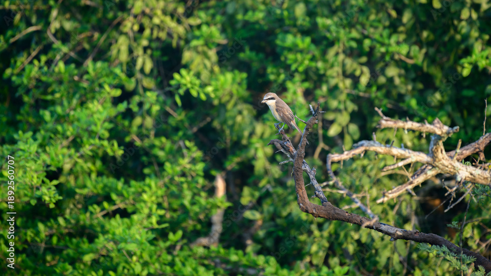 Obraz premium A brown shrike (Lanius cristatus) perches on a dead tree branch in sunlit dry scrub vegetation 
