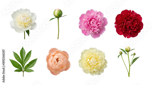Peony flower set including white, pink, red, and peach blossoms with green leaves and buds isolated. Spring floral collection.