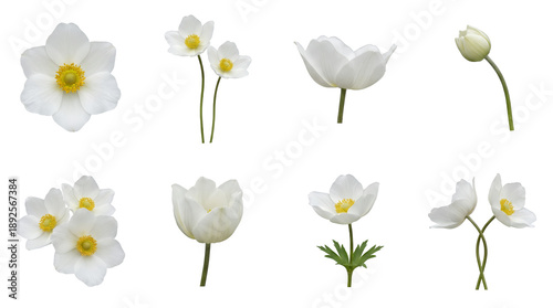 White anemone flower set including single blooms, buds, clusters, stems with leaves, and side profiles isolated. Spring garden and botanical nature collection.