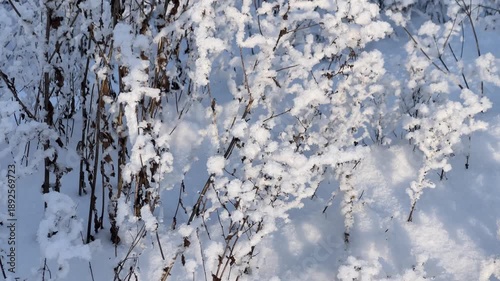 Close-up of dried grass stalks and seedheads blanketed by fresh snow. Textured winter scene, winter’s delicate transformation of dead vegetation.