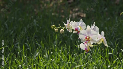 Delicate white orchids bloom gracefully amidst lush green grass in soft, natural sunlight.