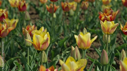 Vibrant yellow and red tulips bloom beautifully in a lush garden during springtime.