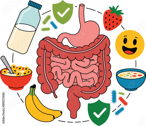 Human digestive system illustration, healthy gut microbiome concept, food digestion process, probiotics nutrition, stomach and intestines diagram, colorful flat medical design